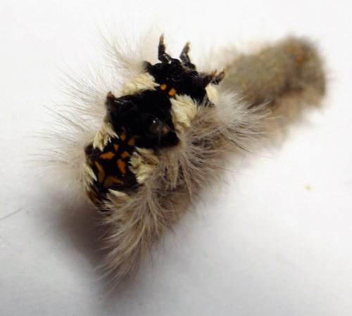 Réf. 260 713 : Phyllodesma tremulifolia
